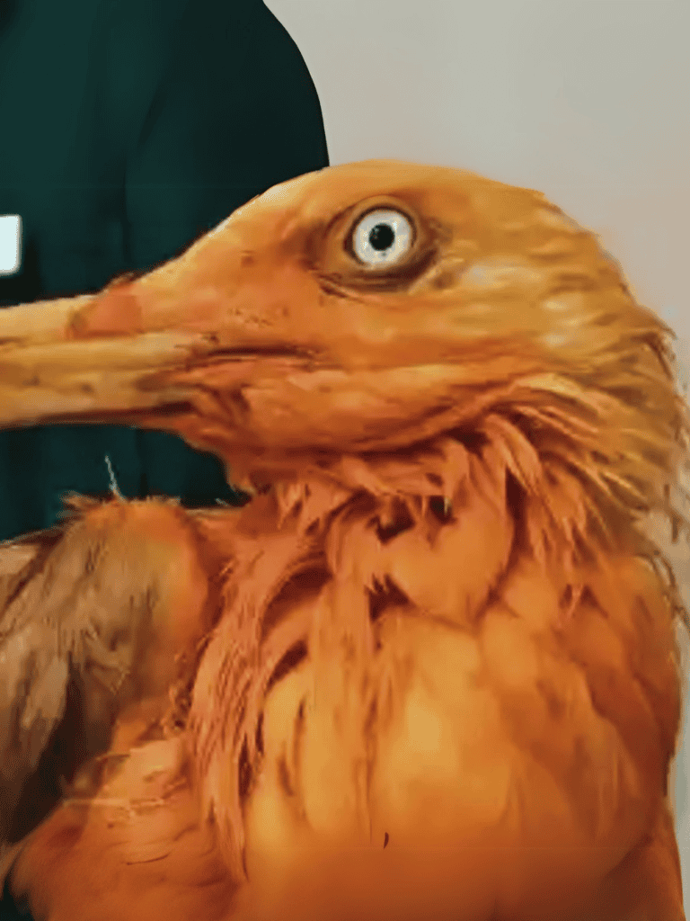 Close-up of a detailed eagle head with sharp beak and intense eye features.