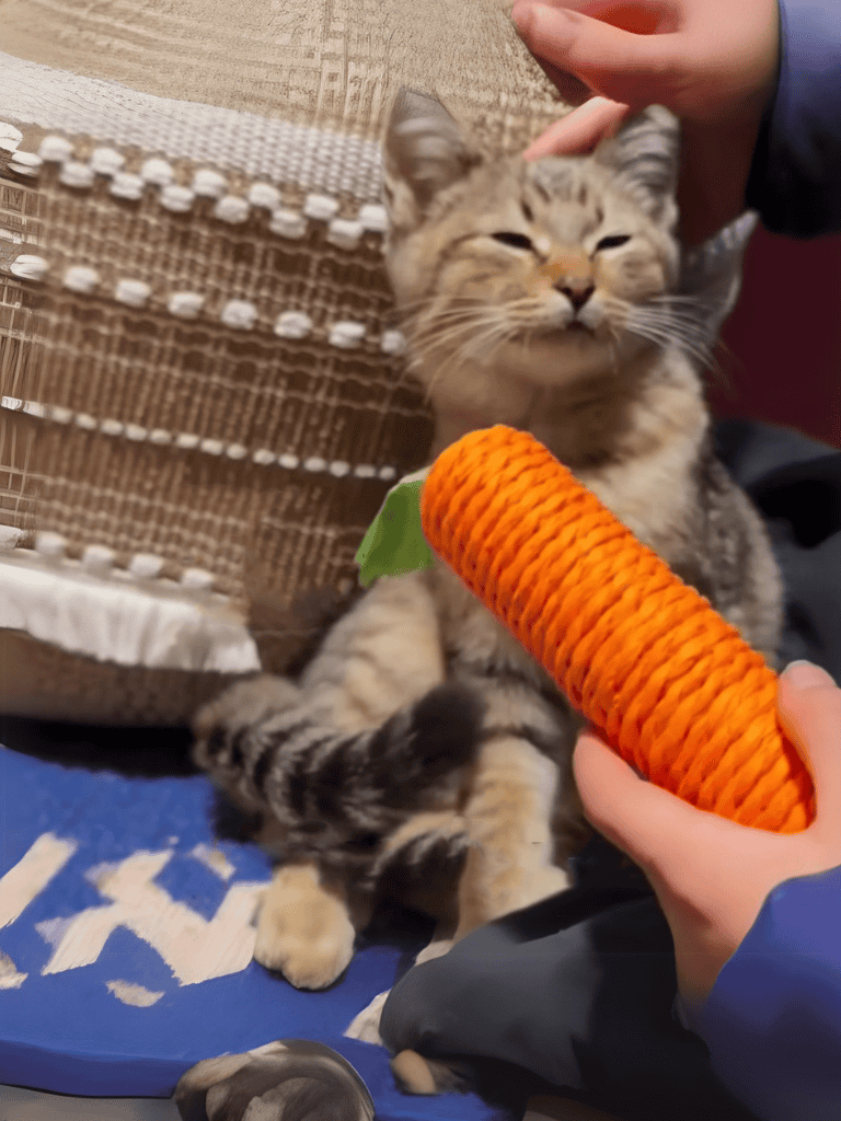 Happy tabby cat enjoying a colorful toy mouse.