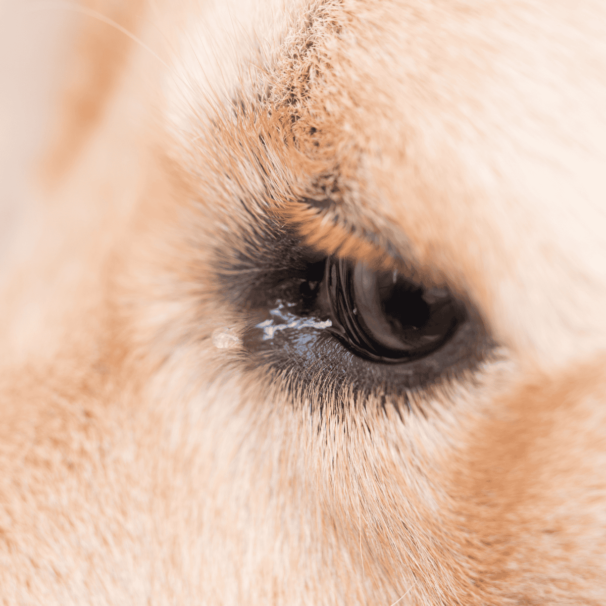Close-up of a puppy's eye showcasing soft fur and expressive gaze.