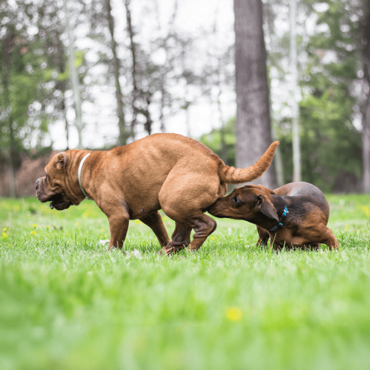 Cute dogs playing and having fun outdoors in the grass.