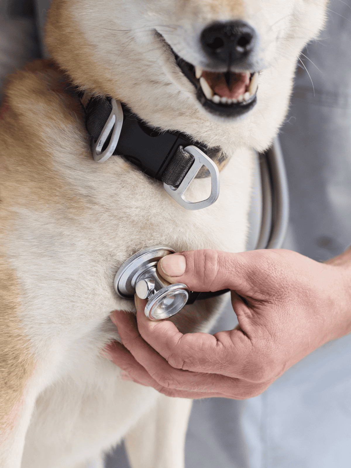 Close-up of a happy dog wearing a collar and having a veterinarian checking its health with a stethoscope.