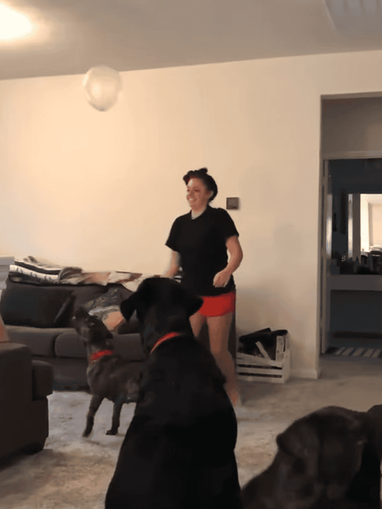 Dog training, pet obedience, dog behavior, home training, dog lovers.