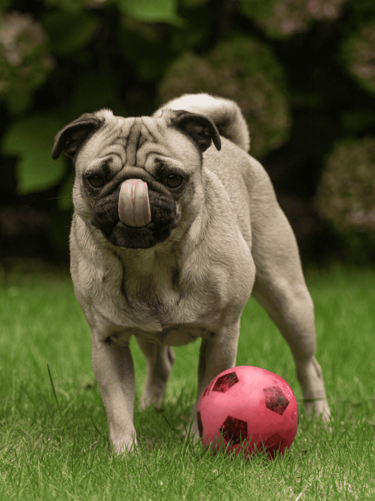 Adorable pug puppy with a pink soccer ball, perfect for dog training and outdoor play.