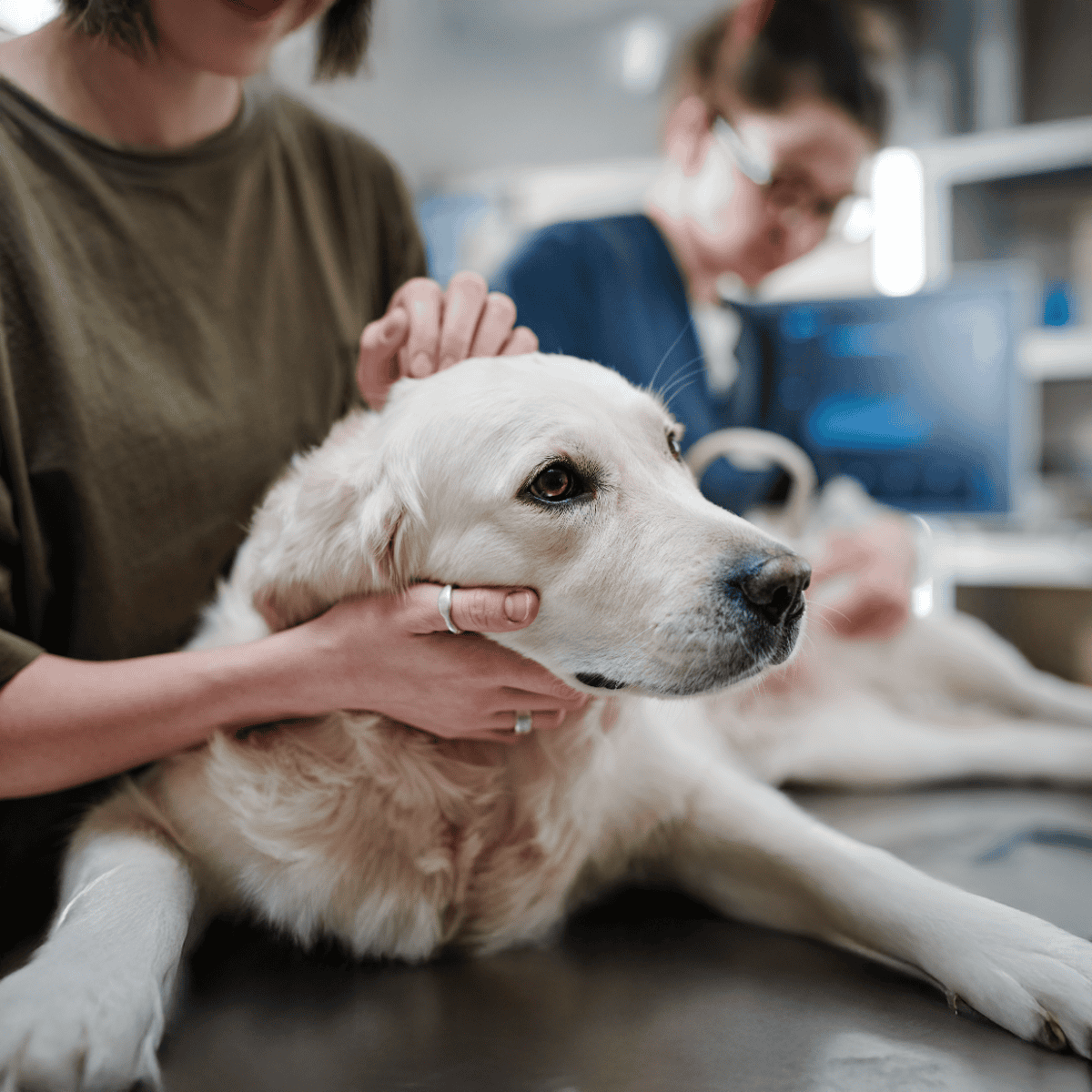 Dog health checkup at vet clinic, ensuring wellness for your furry friend.