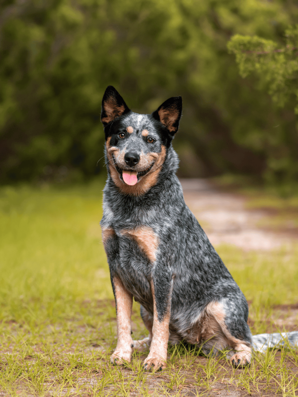 Australian Cattle Dog breed, outdoor dog, active pet, nature walk, dog care, training, dog health.