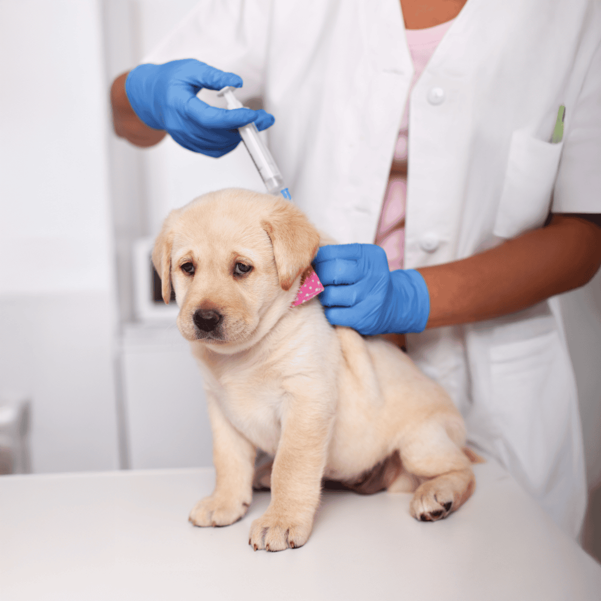 Puppy being vaccinated by veterinarian with syringe for protection.