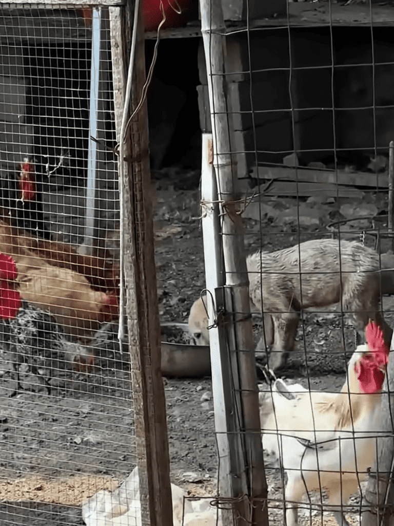 Chicken coop with chickens and rooster.