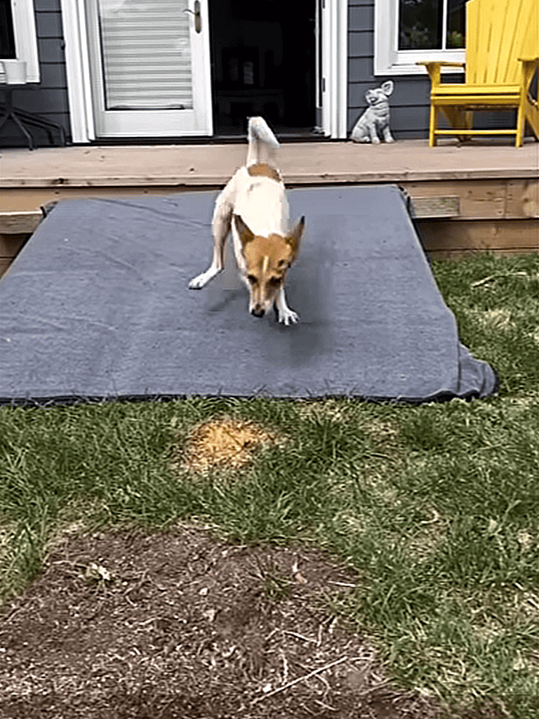 Playful dog jumping off outdoor ramp onto grass.