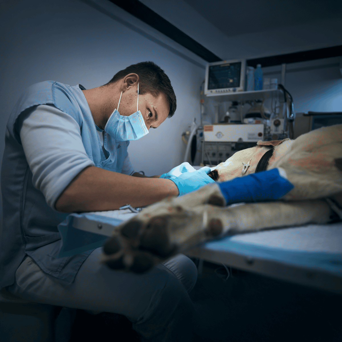 Veterinarian performing surgery on a dog in a clinical setting.