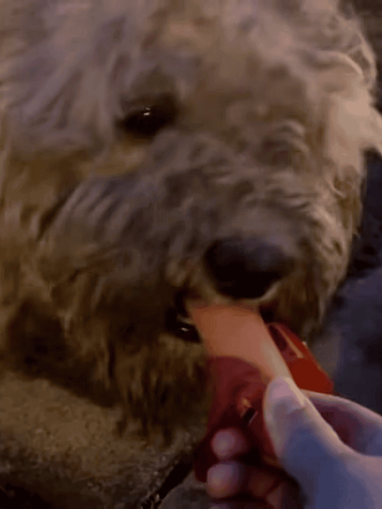 Dog playing with chew toy, adorable furry puppy, pet care, dog love.