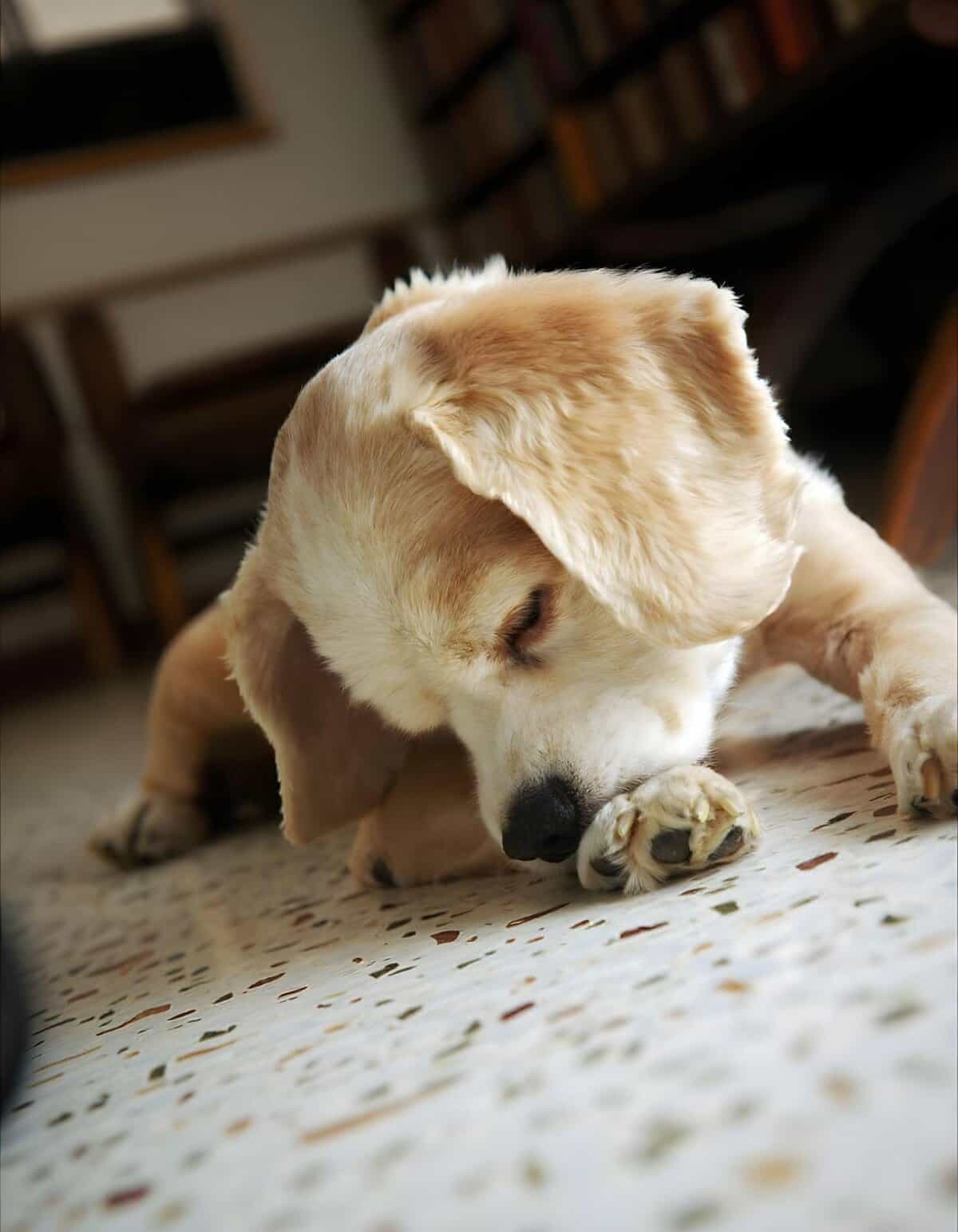 Adorable yellow Labrador puppy peacefully napping indoors, highlighting dog care and relaxation.