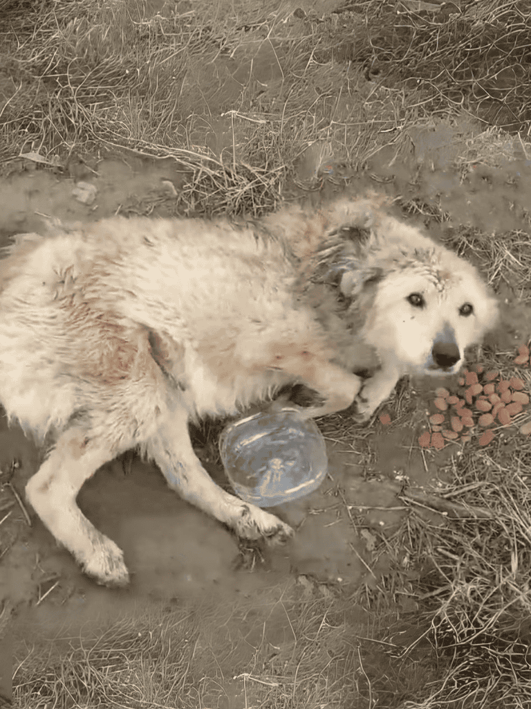 Dog rescue puppy lying outdoors with a plastic container.