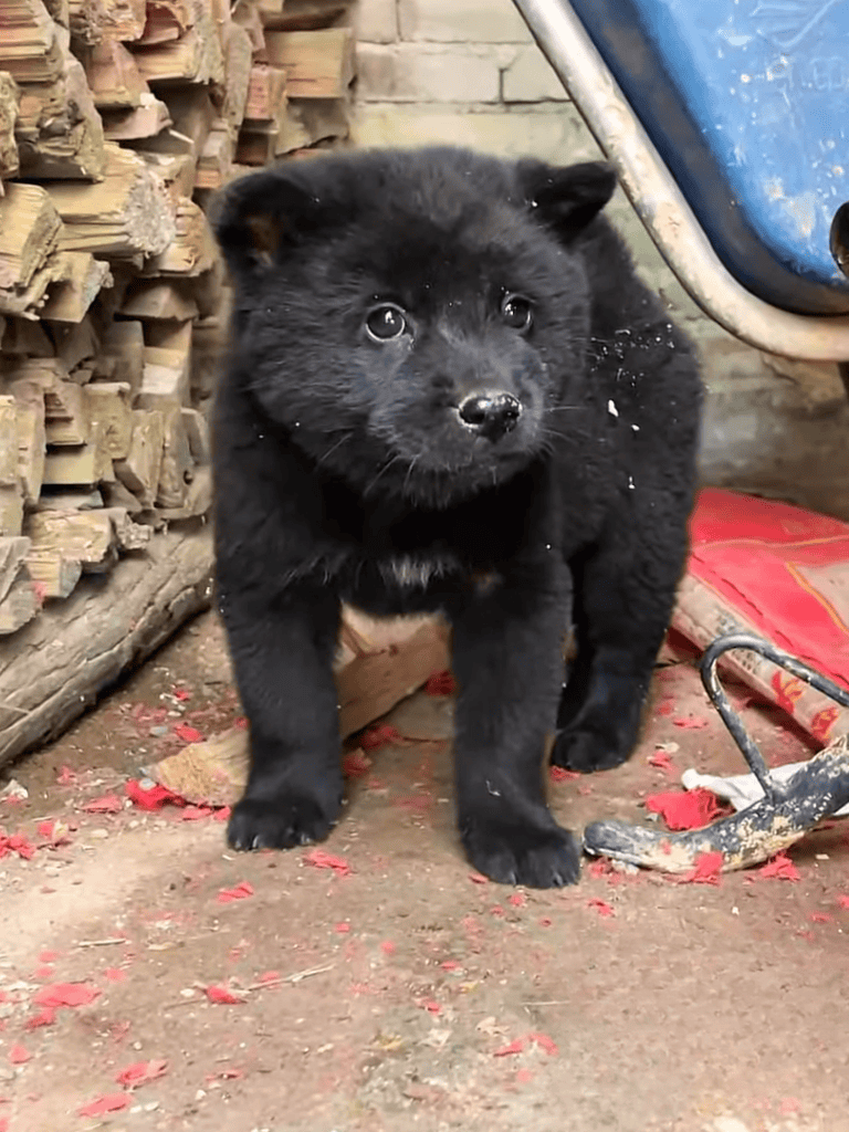 Adorable black puppy exploring outdoors, surrounded by wood and garden tools. Perfect for dog lovers seeking puppy care tips.