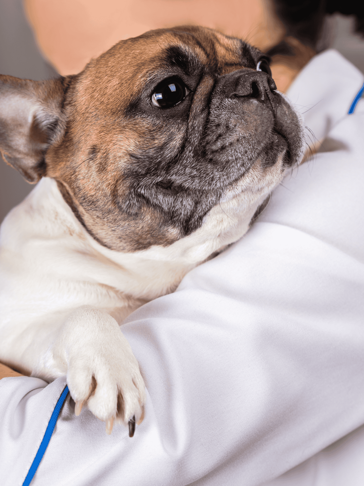 Close-up of a French Bulldog receiving veterinary care, emphasizing pet health and wellness services.