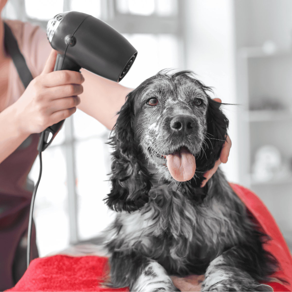 Dog being dried with a hairdryer during grooming session. Pet care with professional grooming tools.