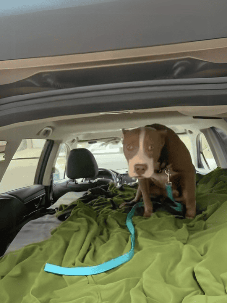 Adorable dog in vehicle with green blanket, ready for travel or walk.