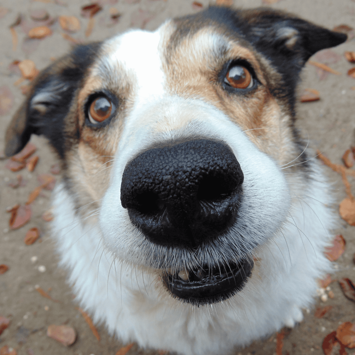 Close-up of a dog's nose and expressive eyes in a natural outdoor setting.