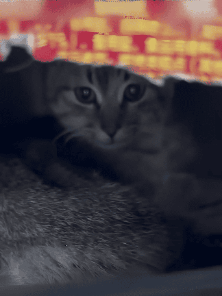 Adorable grey tabby cat hiding under a blanket, cozy and curious. Perfect for pet lovers and cat enthusiasts.