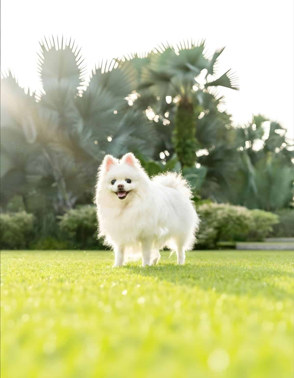 Adorable white Pomeranian dog standing on grass.