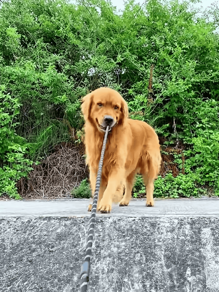 Golden retriever holding a leash in a green outdoor setting.