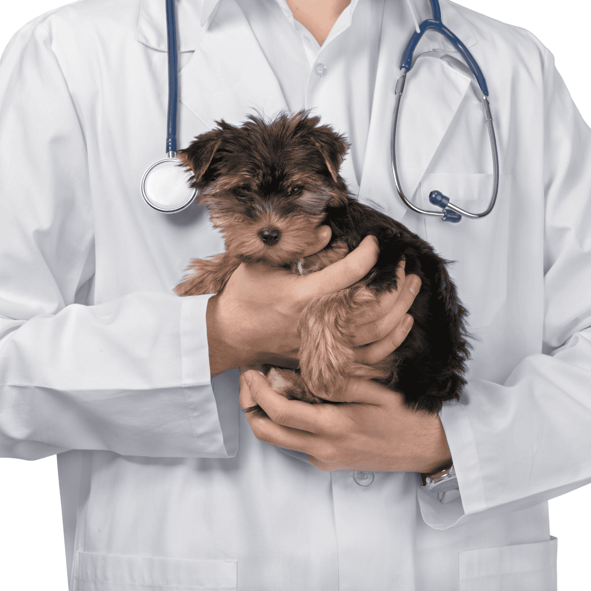 Cute puppy vet checkup, animal health care, veterinary services for small pets, dog health professional.