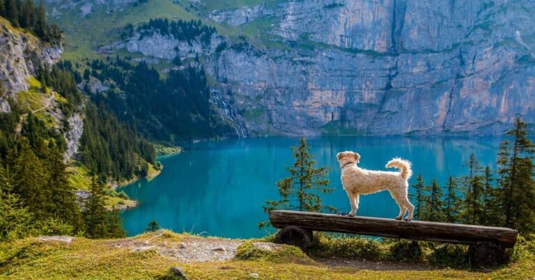 Dog enjoying mountain lake scenery with forest backdrop.