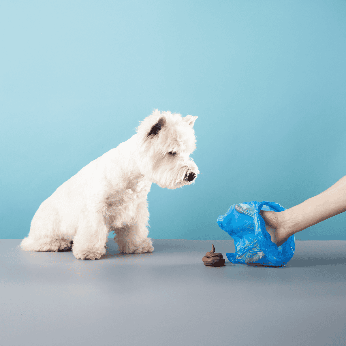 Alt: Groomer cleaning a white dog with a blue waste bag, pet grooming and hygiene care.