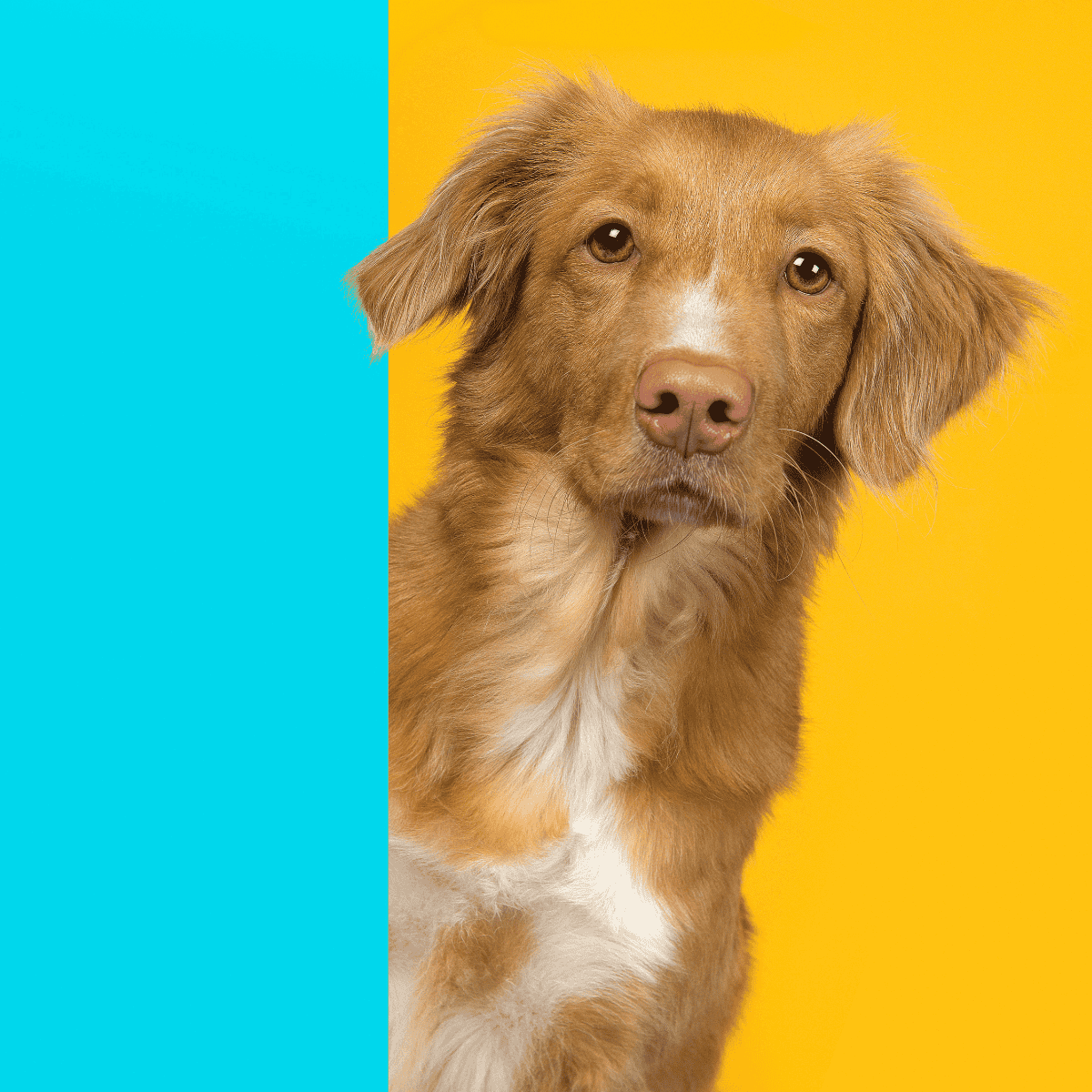 Adorable brown dog leaning slightly to the right on a vibrant yellow background with a turquoise strip on the left.