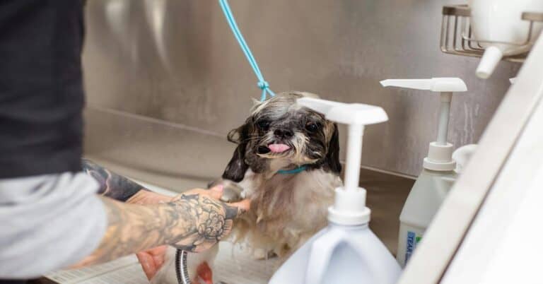 Dog bathing at groomer salon.
