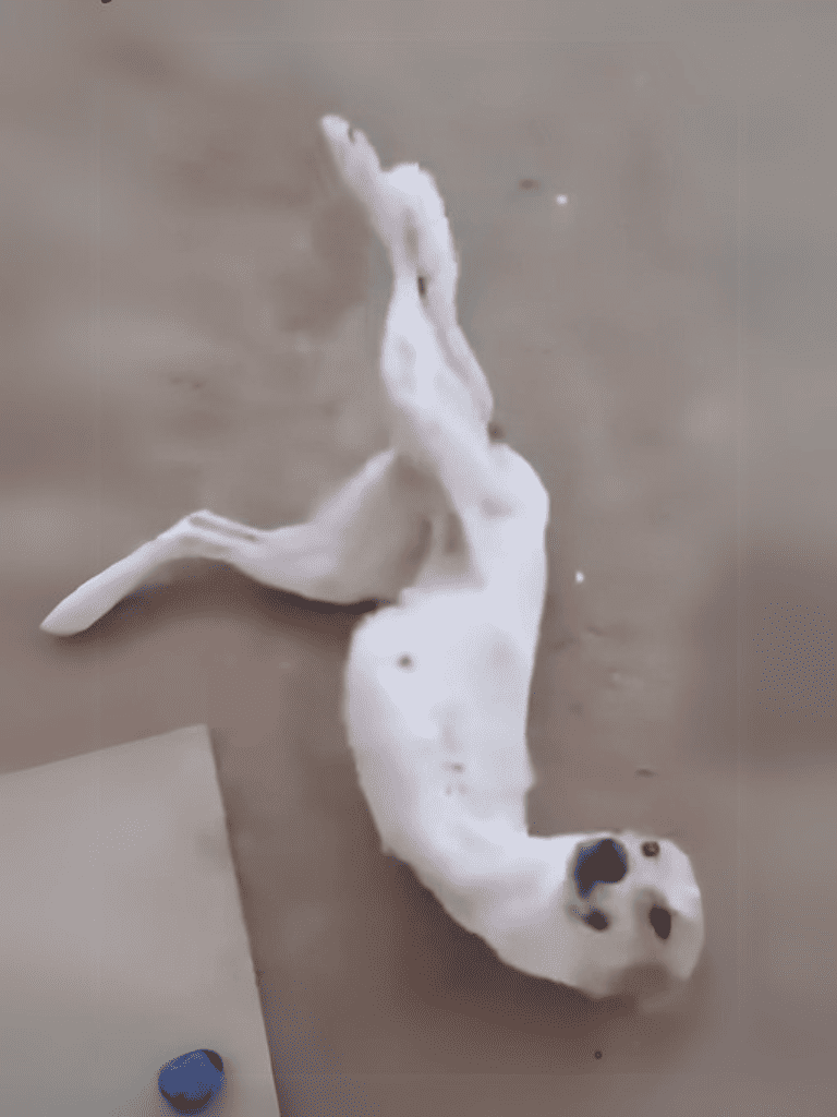 Adorable white dog relaxing on its back on wooden floor, playful and happy.