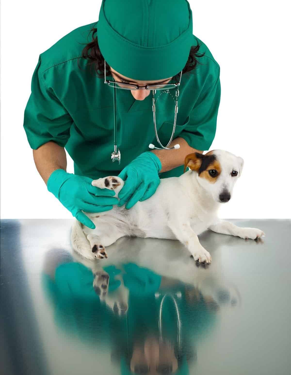 Dog health checkup, veterinary care, small dog examination, pet wellness, animal health services.