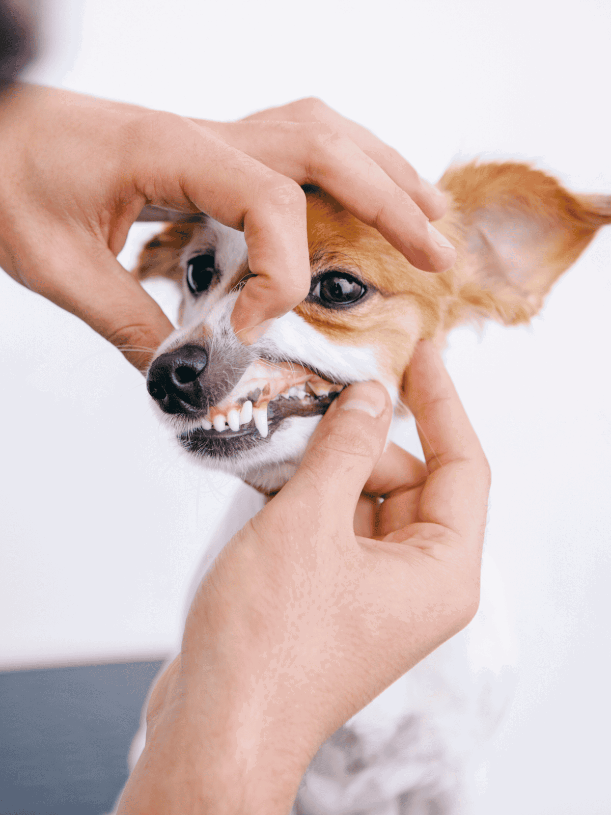 Dog dental health examination with veterinarian hands.
