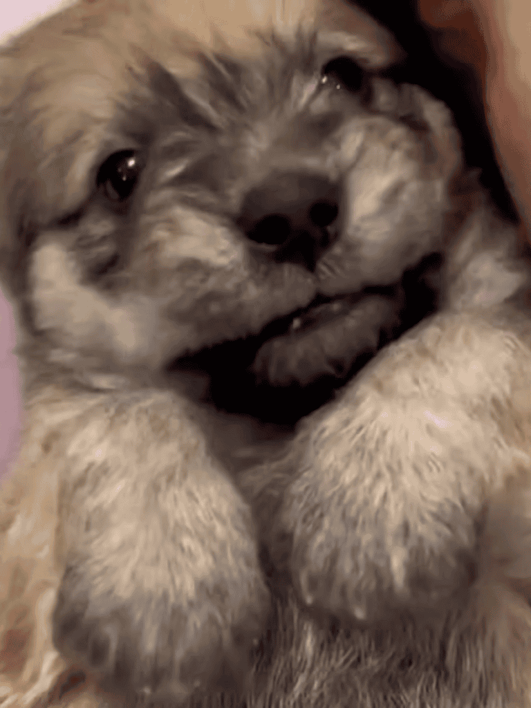 Adorable puppy lying down, showing a happy smiling face and fluffy fur, perfect for dog lovers and pet care.