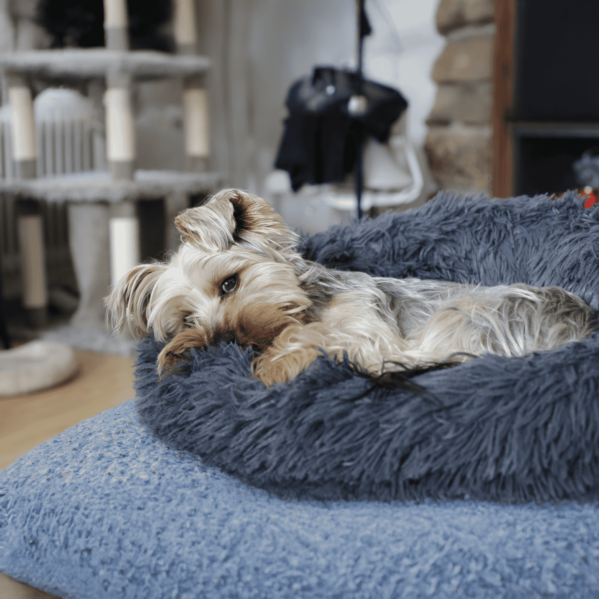 Cute dog lying on a plush bed for comfort and relaxation.