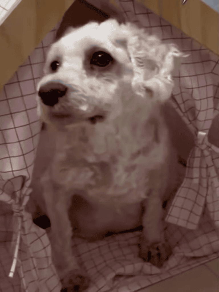 Adorable small dog sitting wrapped in a checkered blanket at home.