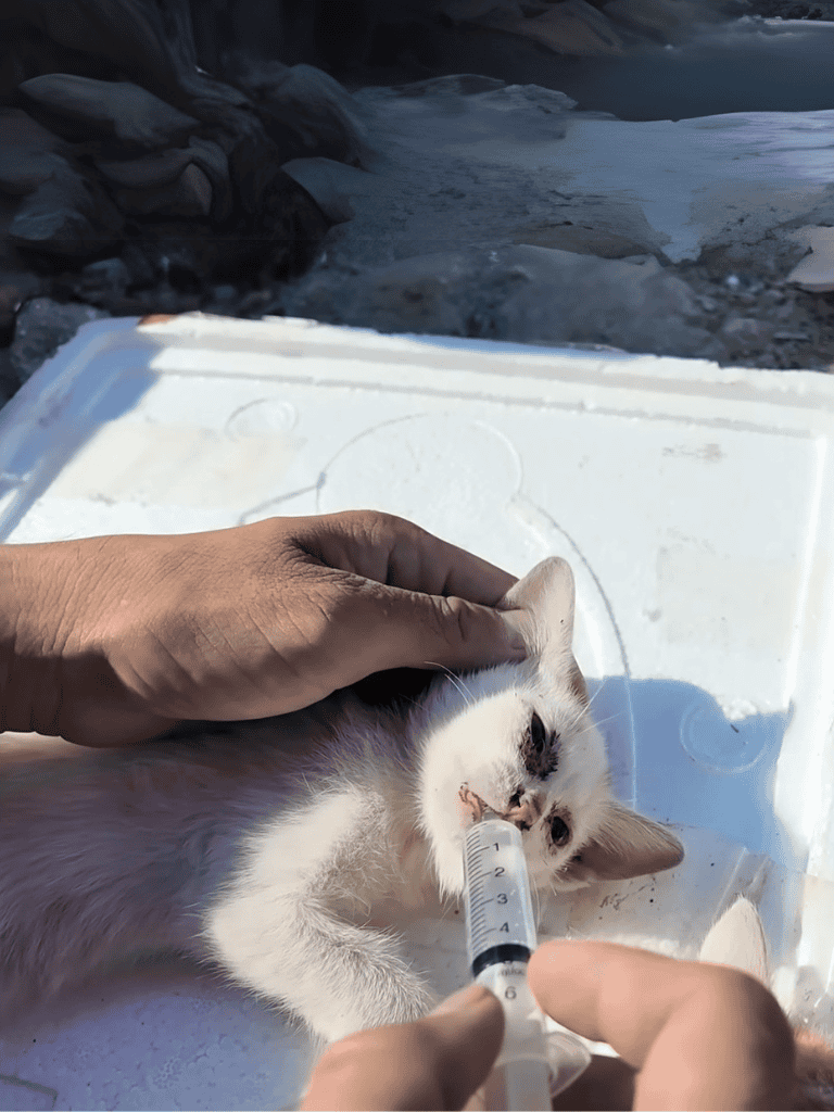 Cute kitten receiving oral medication from veterinarian.