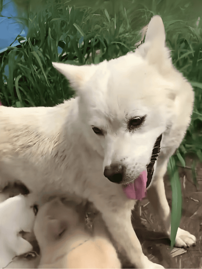 Adorable white Labrador mother with puppies, healthy dog lifestyle, canine care.