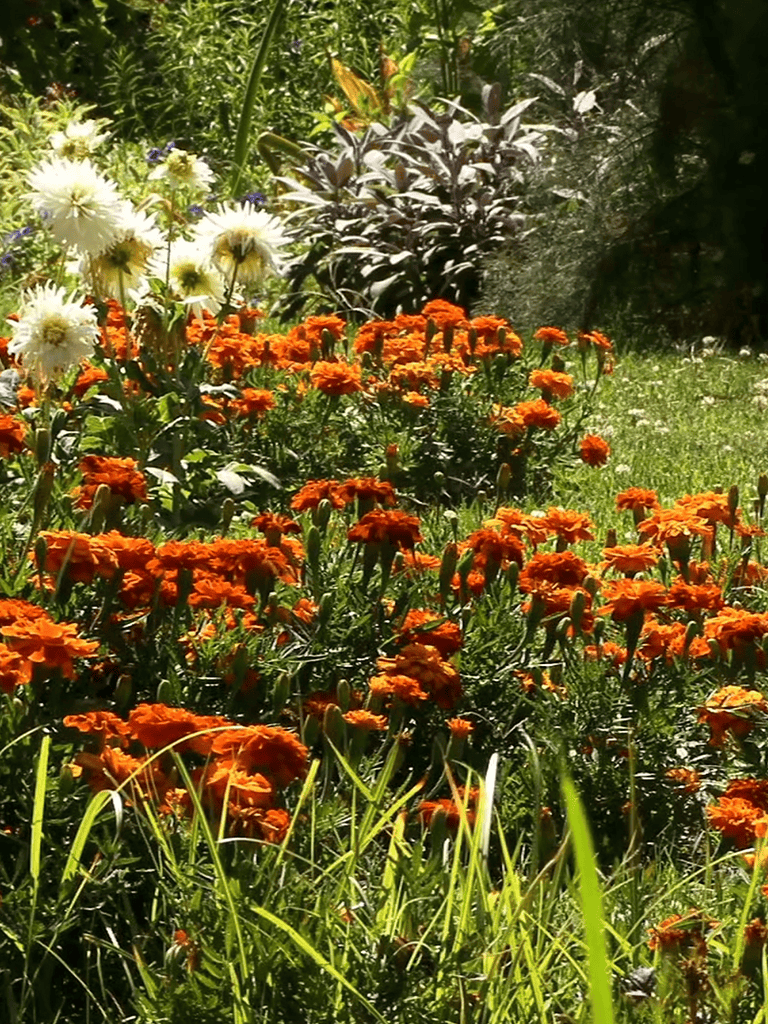 Colorful garden flowers with orange and white blooms outdoors.