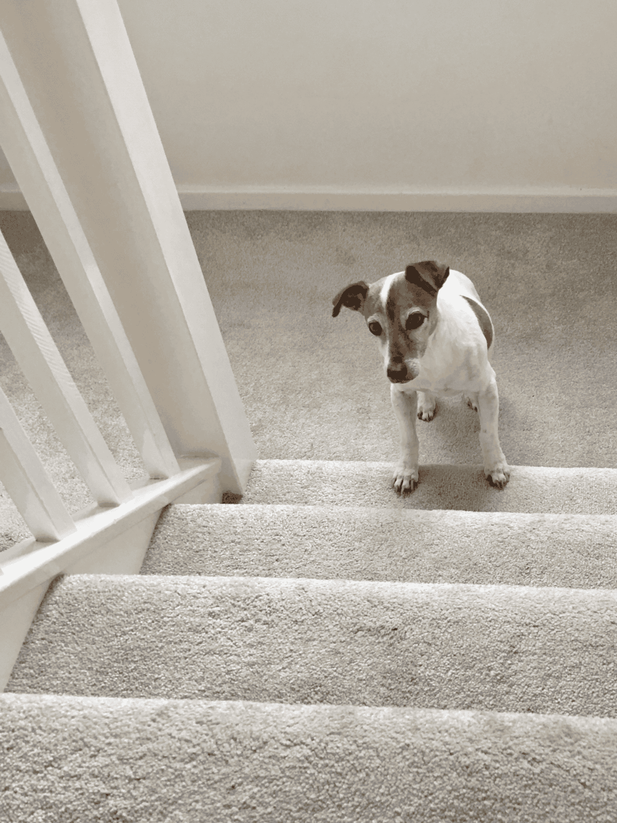 Adorable small dog sitting at the top of carpeted stairs, ready for indoor play or training.