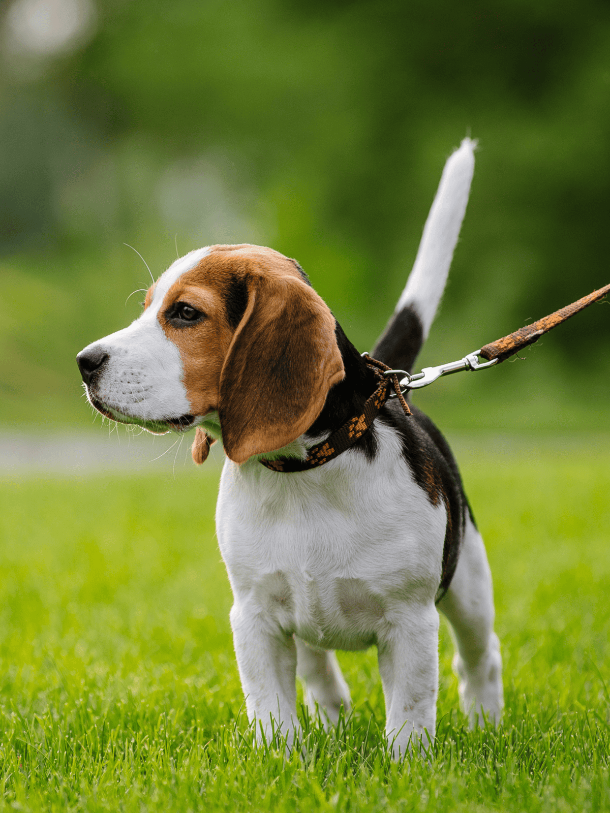Dog training, puppy care, pet health, and outdoor play for dogs.