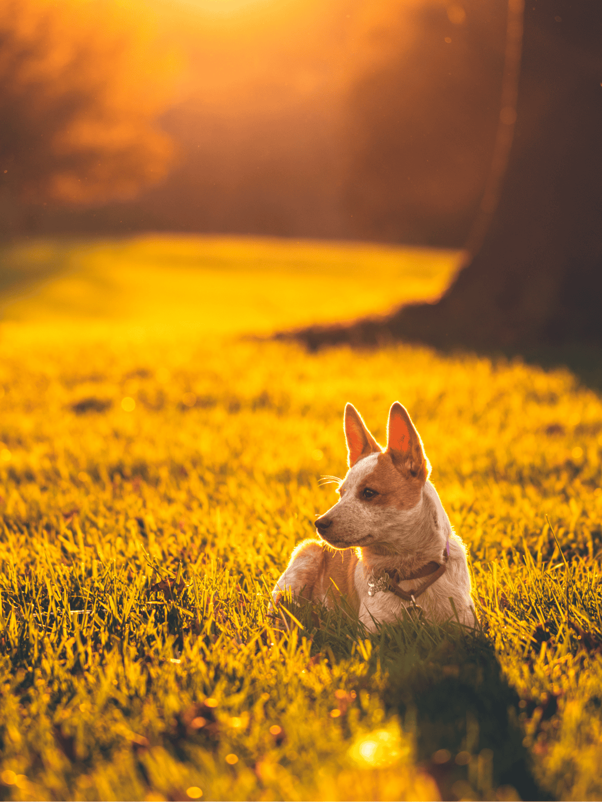 Dog resting on grassy field during sunset.