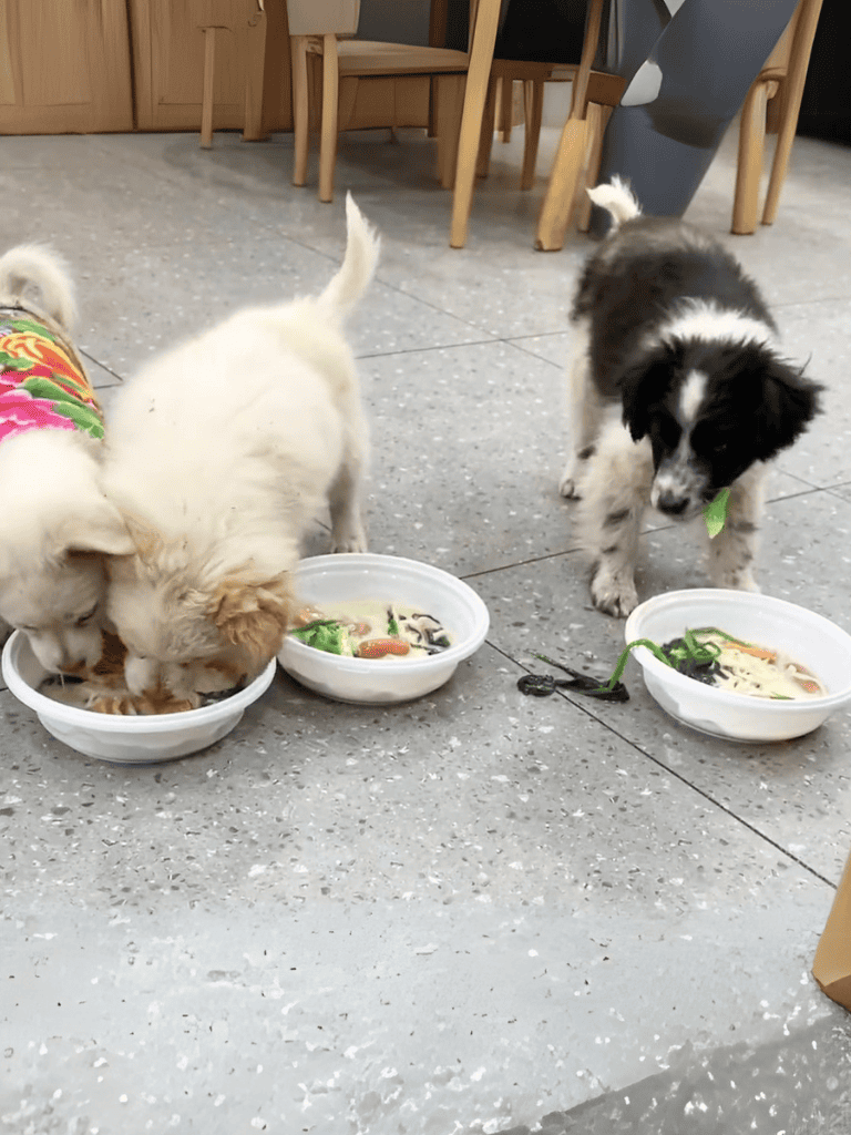 Adorable puppies eating dog-friendly food.
