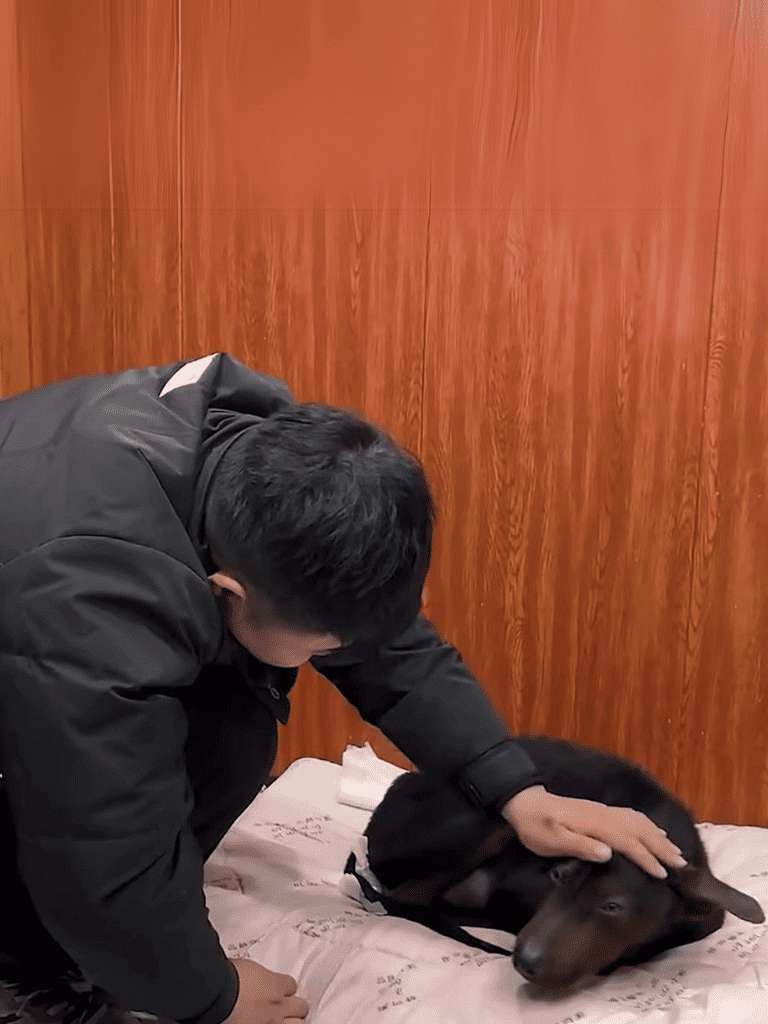 Dog lying calmly with owner’s gentle touch for stress relief.