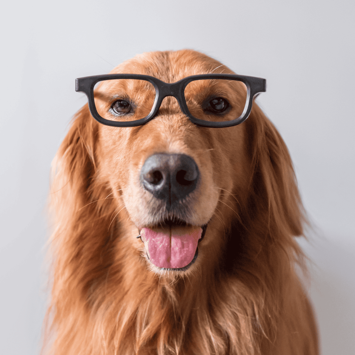 Dog with glasses, adorable pet, stylish accessories, fun and cute dogs for pet lovers, dog fashion photos.