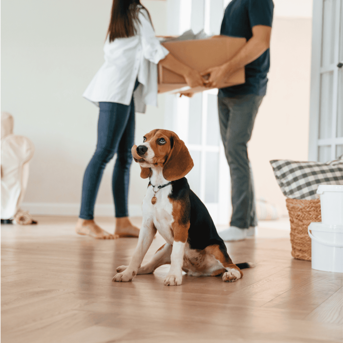 Delivery of pet supplies for dog care.