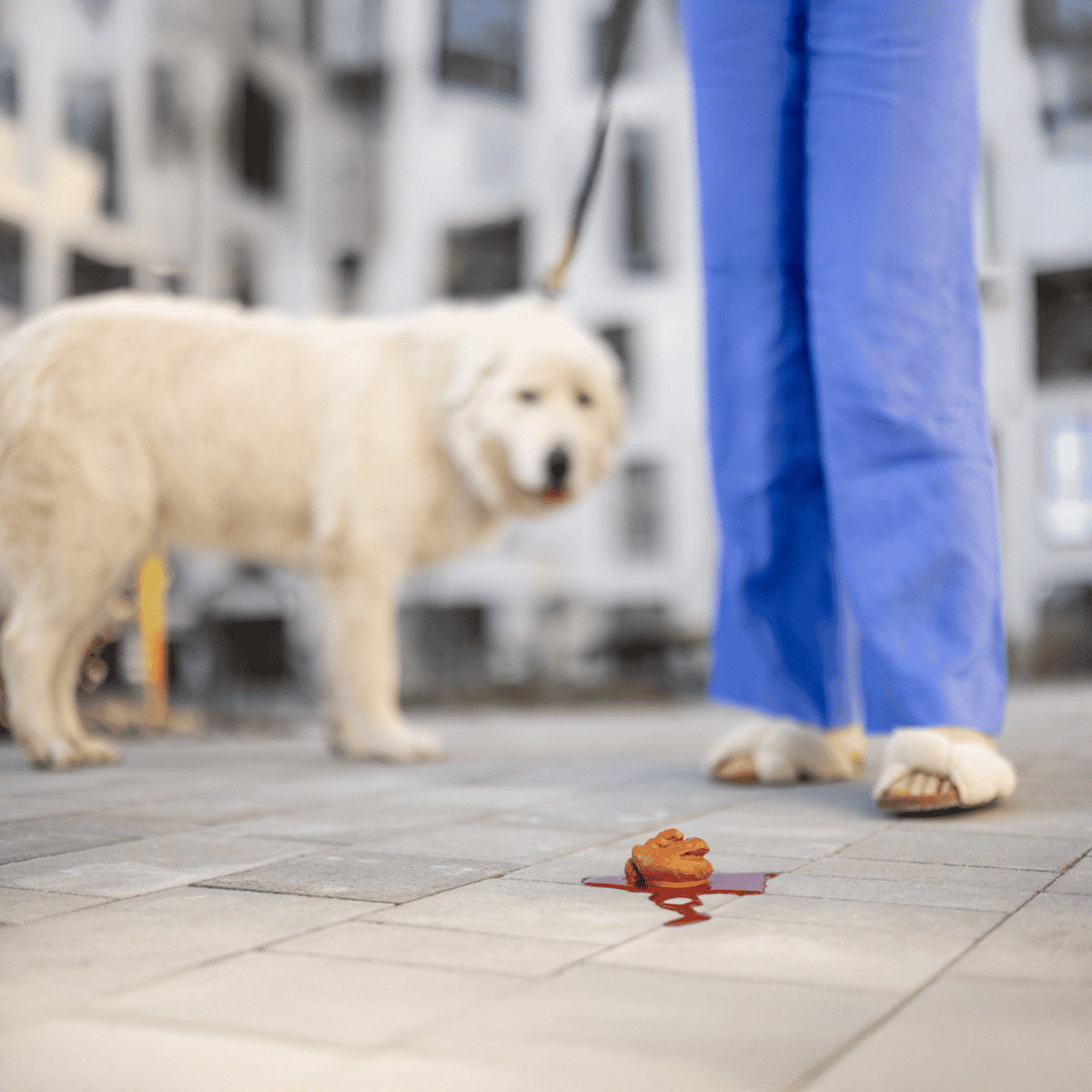 Well-groomed dog after grooming session on city sidewalk, demonstrating professional pet hygiene care.