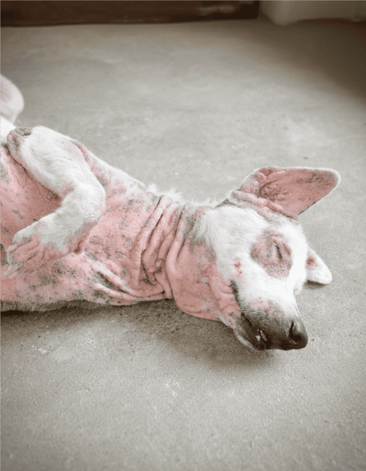 Adorable dog sleeping in cozy pink pajamas, ideal for comfort and warmth.