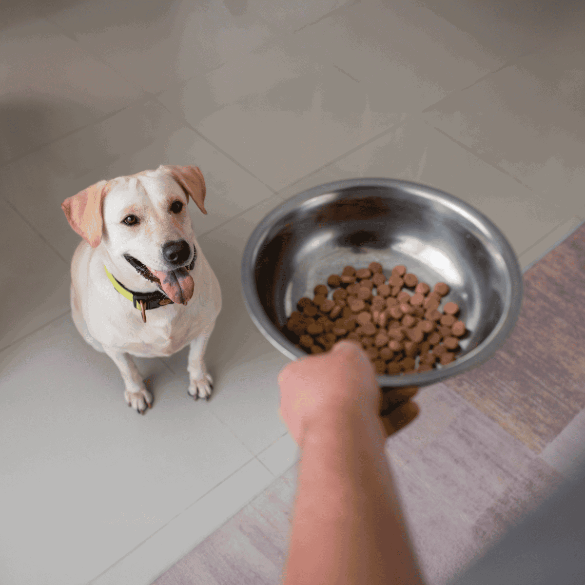 Dog ready for meal with bowl of kibble, happy and healthy dog eager to eat nutritious pet food.