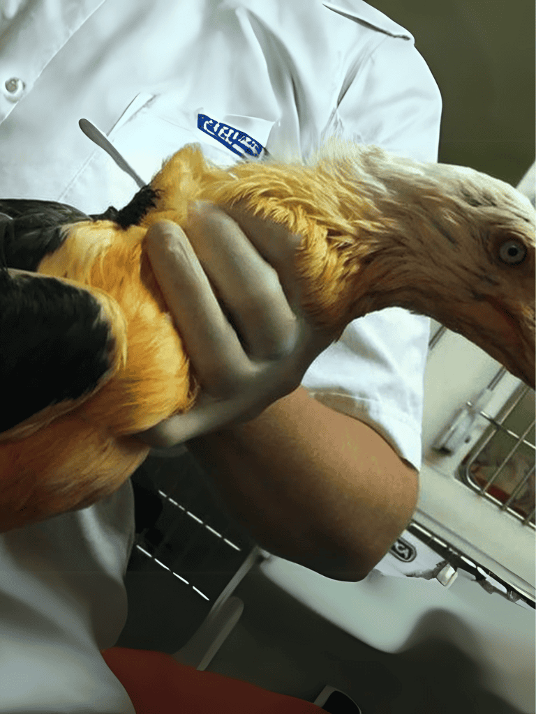 Dog getting veterinary checkup.