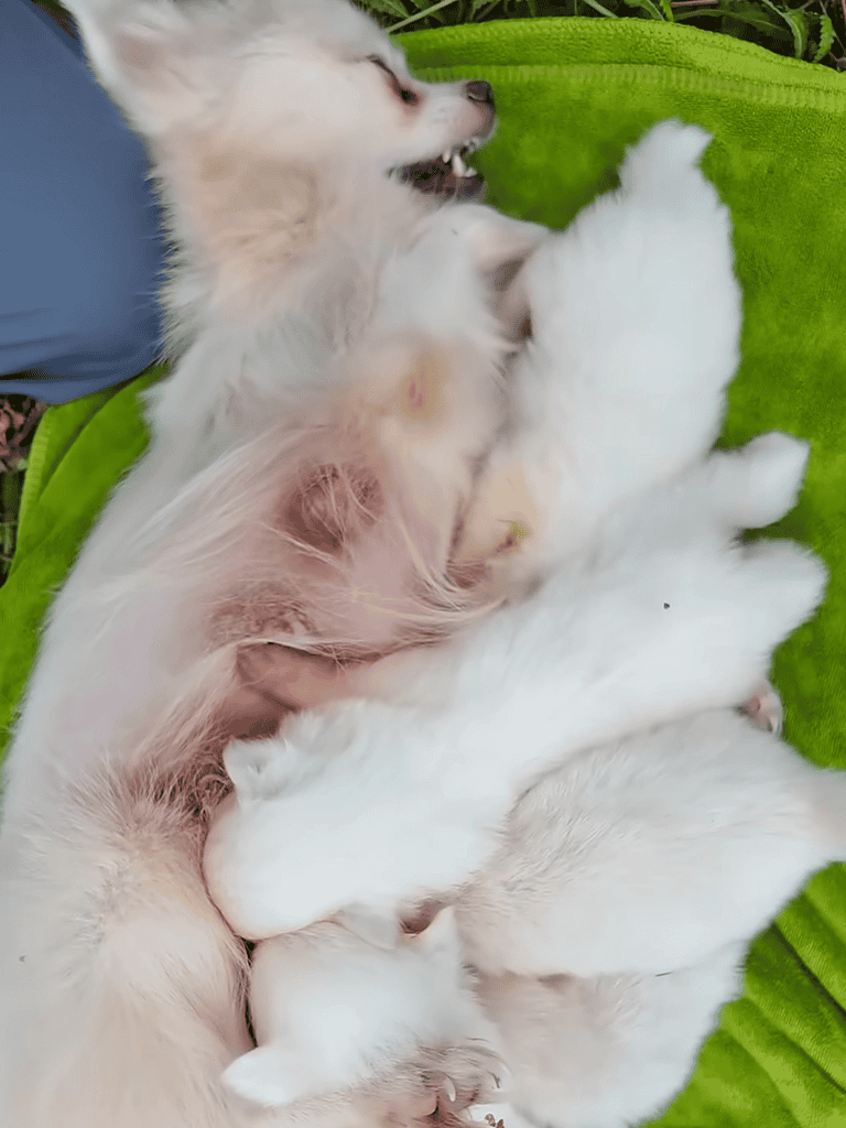 Adorable white puppies playing together on a green blanket.